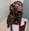 36773 - Harley