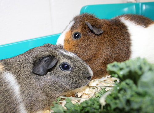 36804 & 36805 - Bubbles & Cookie
