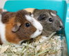 36804 & 36805 - Bubbles & Cookie