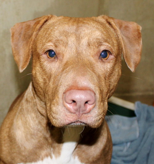 36791 - Nala