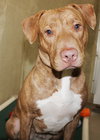 36791 - Nala