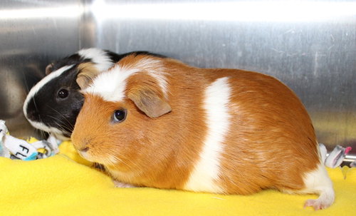 36927 & 36928 - Peppa and Molly