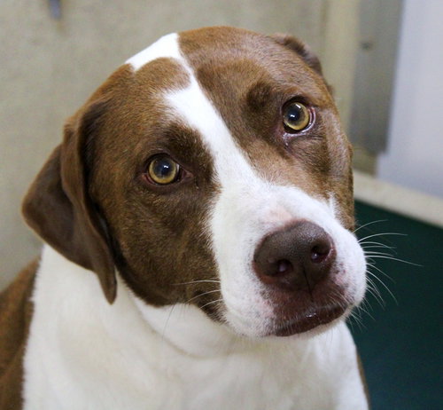 36950 - Cooper