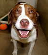 36950 - Cooper