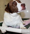 36950 - Cooper