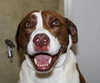36950 - Cooper