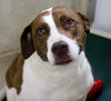 36950 - Cooper