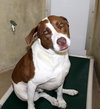 36950 - Cooper