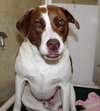 36950 - Cooper
