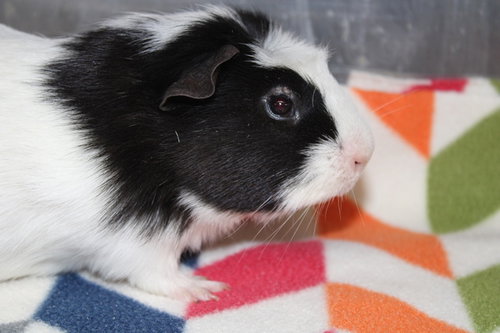 36976 - Archie