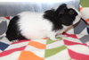 36976 - Archie