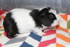 36976 - Archie