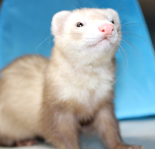 37055 - Missy