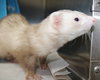 37055 - Missy