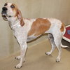 37329 - Dolly