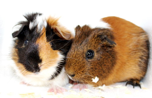 37226 & 37227 - Pumpkin & Patches