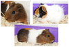 37226 & 37227 - Pumpkin & Patches