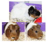 37226 & 37227 - Pumpkin & Patches