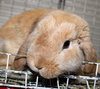 37591 - Mochi