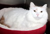 37636 - Sinbad