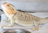 37691 - Sammie