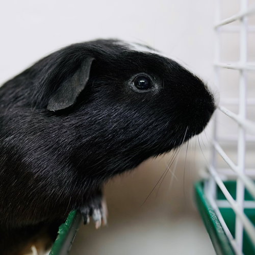 37558 - Snickers