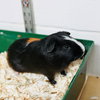 37558 - Snickers