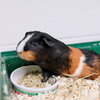 37558 - Snickers