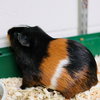 37558 - Snickers