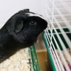 37558 - Snickers