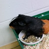 37558 - Snickers