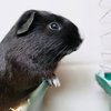 37558 - Snickers