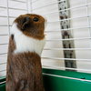37560 - Mr. Honey