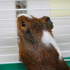 37560 - Mr. Honey