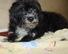 37751 Tootsie