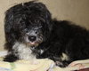 37751 Tootsie