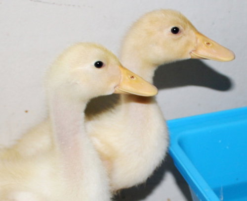 37782 & 37783 Timmy & Jimmy