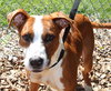 37729 - Meeko