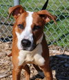 37729 - Meeko
