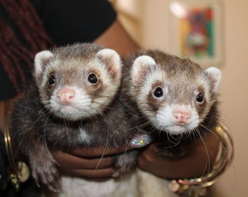 37834 & 37835 - Pabu and Egon
