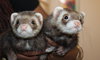 37834 & 37835 - Pabu and Egon