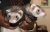37834 & 37835 - Pabu and Egon