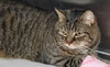 37860 - Buddy