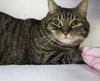 37860 - Buddy