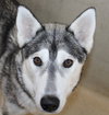 37866 - Millie