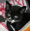 37972 - Linus