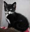 37972 - Linus