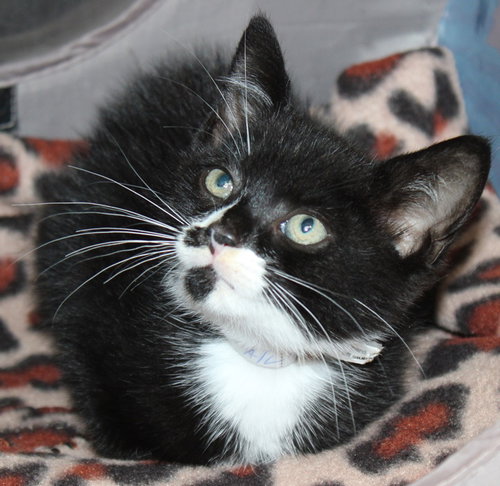 37972 - Linus