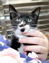 37972 - Linus