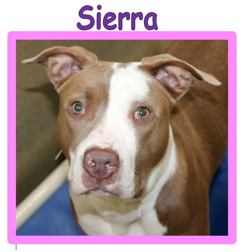 38062 - Sierra